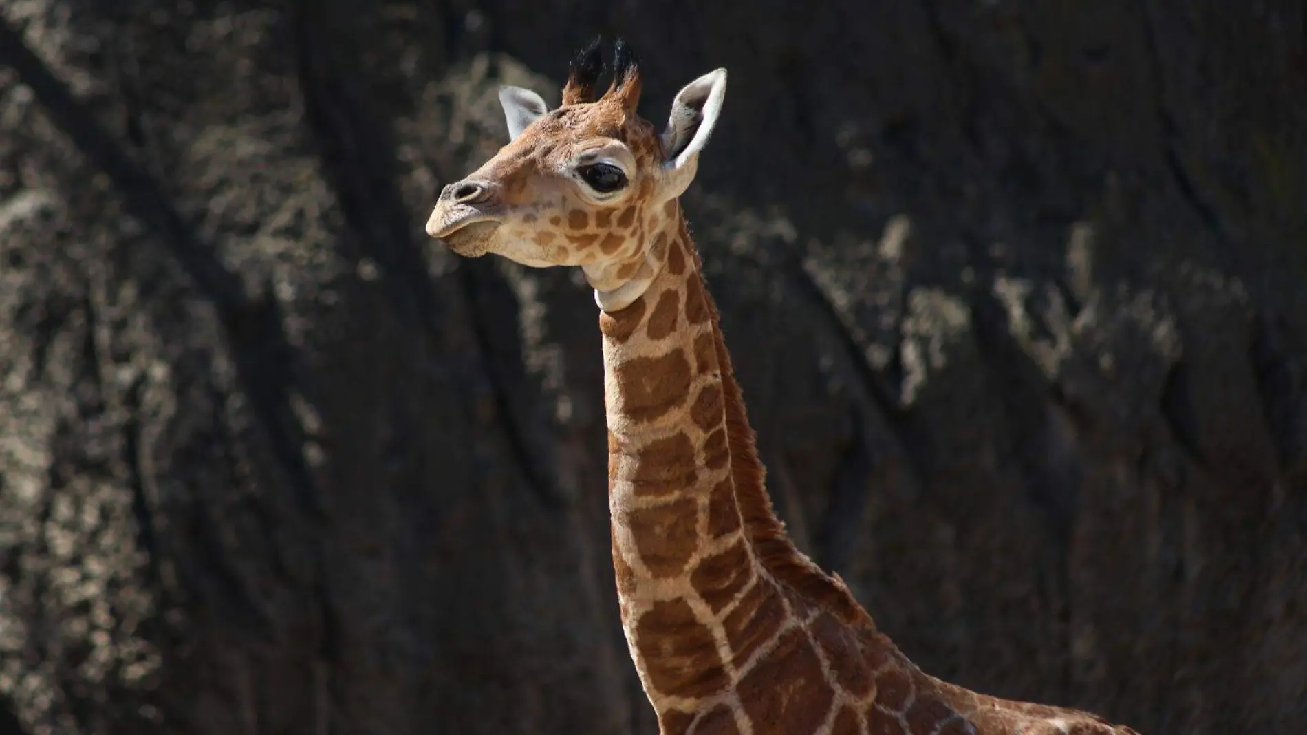 Invitan a que capitalinos elijan nombre a jirafa macho que fue criado en el Zoológico de Chapultepec